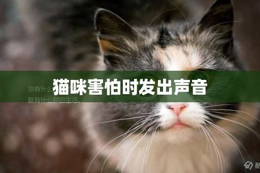 貓咪害怕時發出聲音