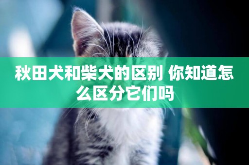 秋田犬和柴犬的區別 你知道怎么區分它們嗎