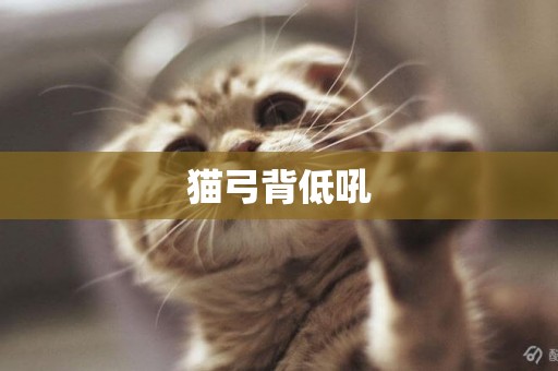貓弓背低吼