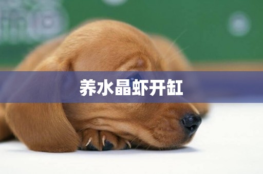 養水晶蝦開缸