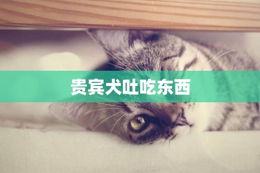貴賓犬吐吃東西