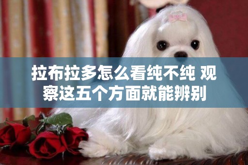 拉布拉多怎么看純不純 觀察這五個方面就能辨別