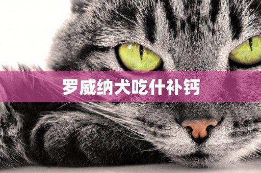 羅威納犬吃什補鈣