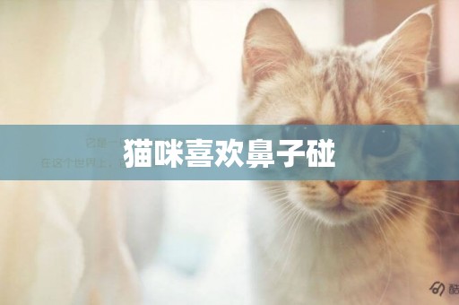 貓咪喜歡鼻子碰