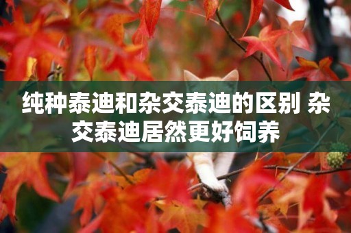 純種泰迪和雜交泰迪的區別 雜交泰迪居然更好飼養
