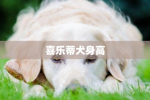 喜樂蒂犬身高