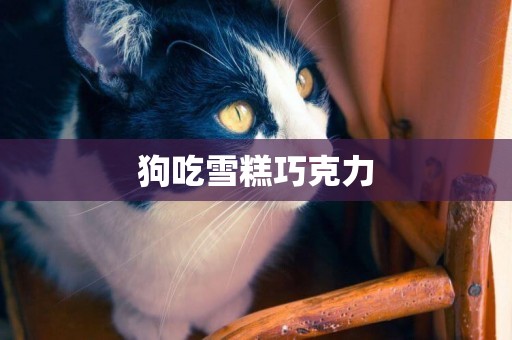 狗吃雪糕巧克力