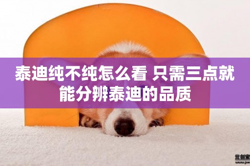 泰迪純不純怎么看 只需三點就能分辨泰迪的品質
