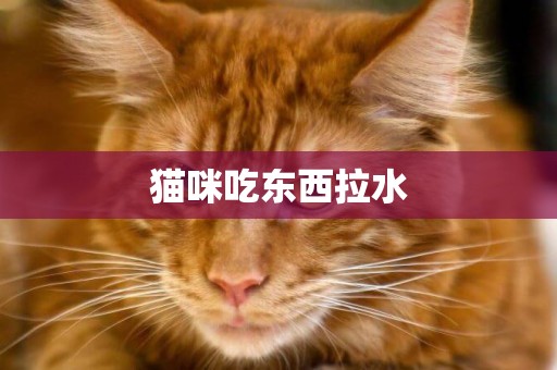 貓咪吃東西拉水