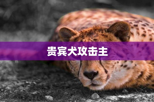 貴賓犬攻擊主