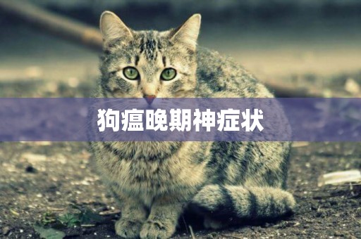 狗瘟晚期神癥狀