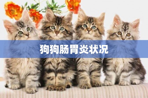 狗狗腸胃炎狀況