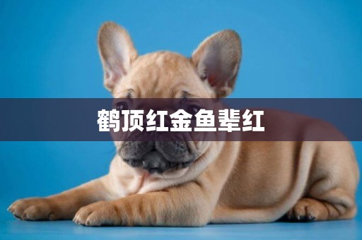 鶴頂紅金魚輩紅