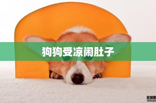 狗狗受涼鬧肚子