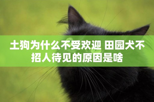 土狗為什么不受歡迎 田園犬不招人待見的原因是啥