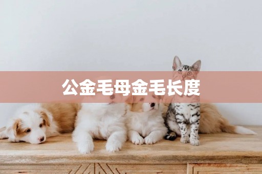 公金毛母金毛長度
