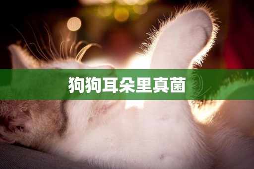 狗狗耳朵里真菌
