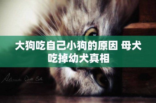 大狗吃自己小狗的原因 母犬吃掉幼犬真相