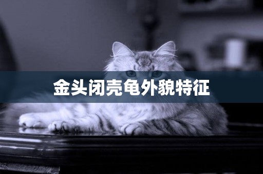金頭閉殼龜外貌特征