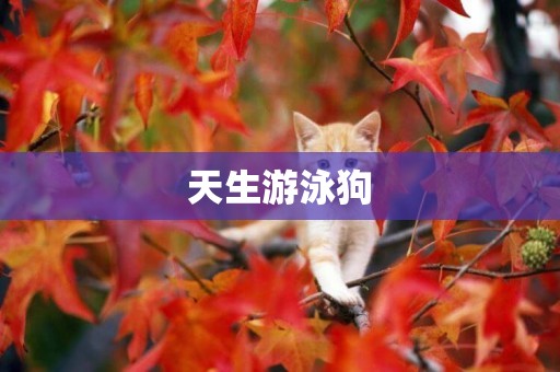 天生游泳狗