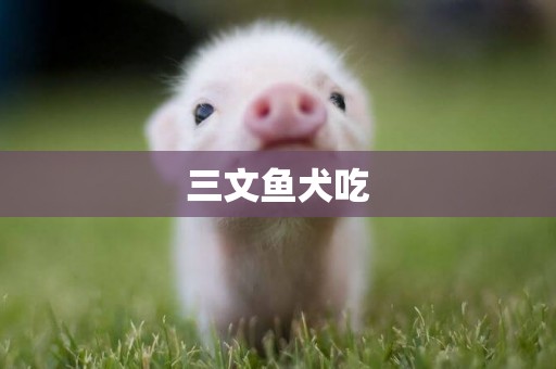 三文魚犬吃