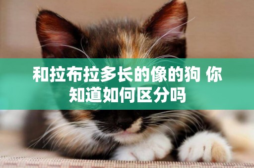和拉布拉多長的像的狗 你知道如何區分嗎