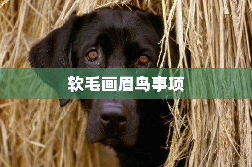 軟毛畫眉鳥事項