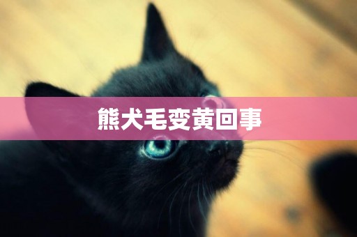 熊犬毛變黃回事