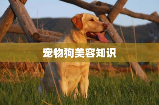 寵物狗美容知識