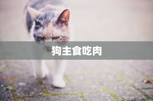 狗主食吃肉