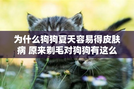 為什么狗狗夏天容易得皮膚病 原來剃毛對狗狗有這么大影響