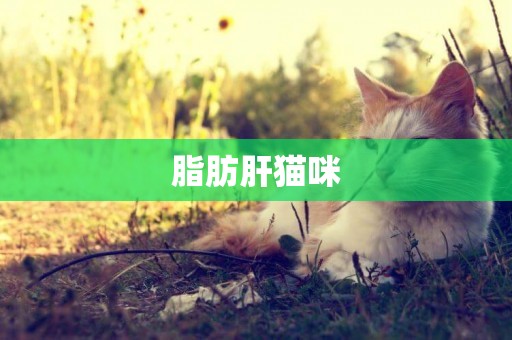 脂肪肝貓咪