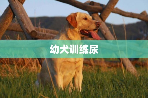 幼犬訓練尿