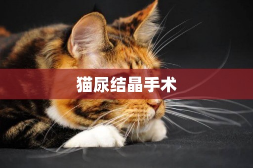 貓尿結晶手術