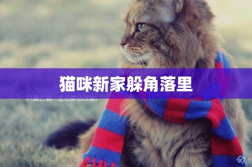 貓咪新家躲角落里