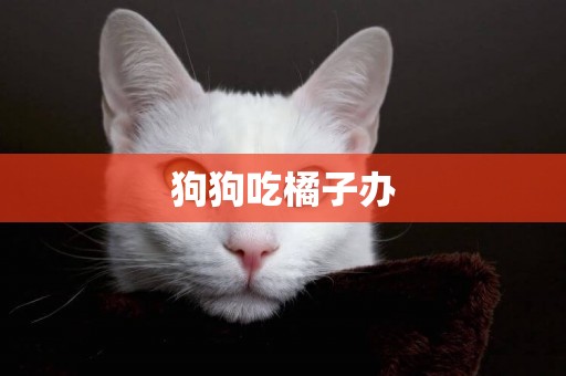 狗狗吃橘子辦