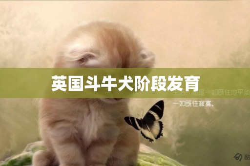英國斗牛犬階段發育