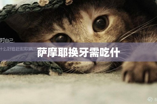 薩摩耶換牙需吃什