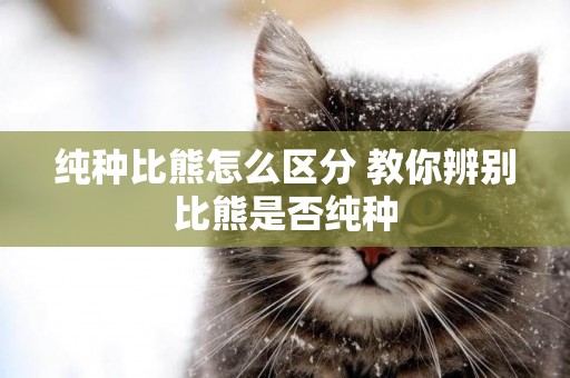 純種比熊怎么區分 教你辨別比熊是否純種