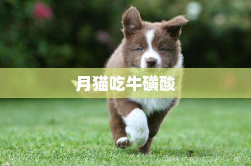 月貓吃牛磺酸