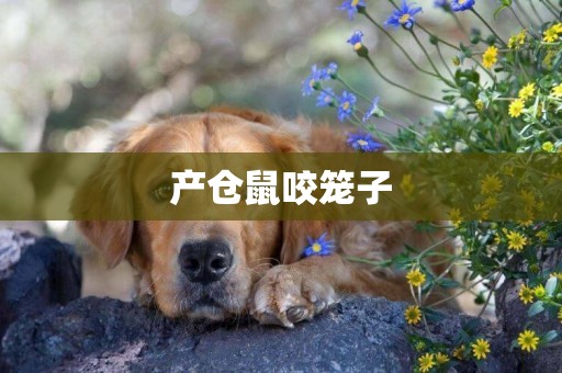 產倉鼠咬籠子