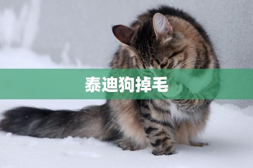 泰迪狗掉毛
