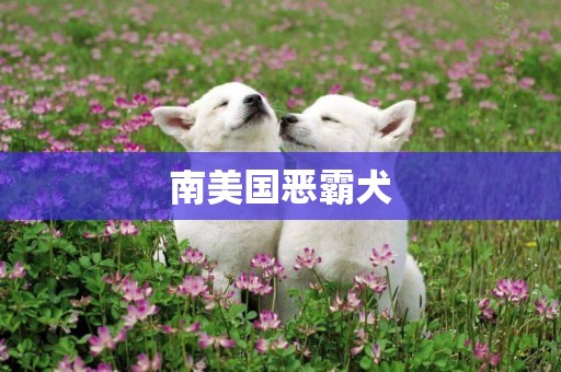 南美國惡霸犬