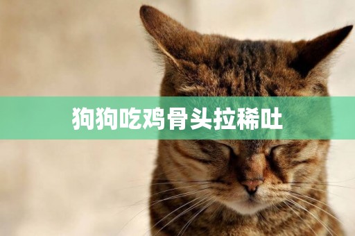 狗狗吃雞骨頭拉稀吐