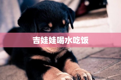 吉娃娃喝水吃飯