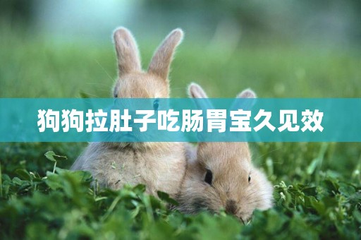 狗狗拉肚子吃腸胃寶久見效