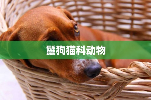 鬣狗貓科動物