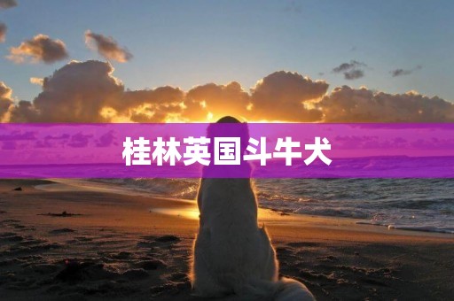 桂林英國斗牛犬