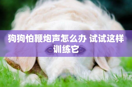 狗狗怕鞭炮聲怎么辦 試試這樣訓練它