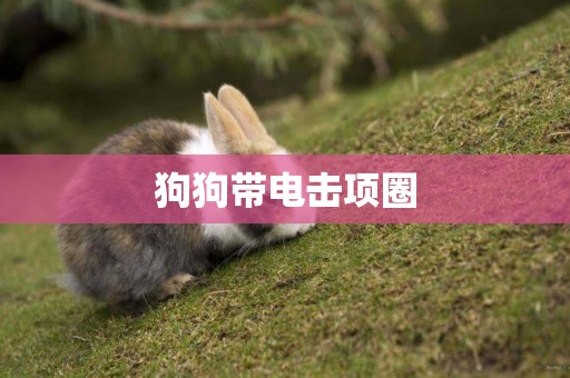 狗狗帶電擊項圈
